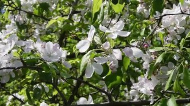 Elma ağacı çiçekleri rüzgarda sallanan bir dalda.