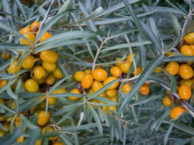 Çalı dalında henüz olgunlaşmamış deniz dikenli üzümleri. Portakal meyveleri ve gümüşi deniz dikenli yaprakları.. 
