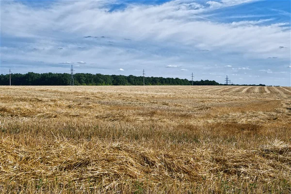 Nyári Táj Búzamező Kék Cirrus Felhőkkel — Stock Fotó