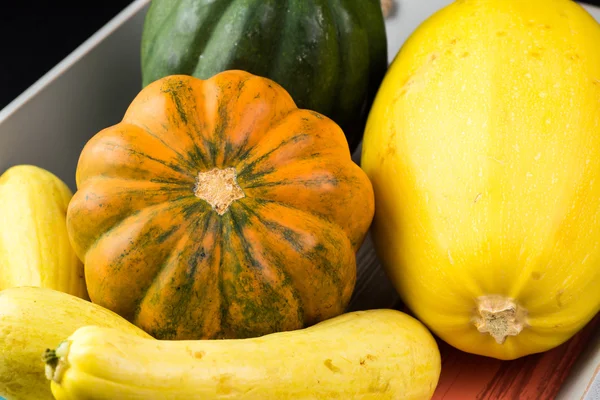 Squash. — Stockfoto