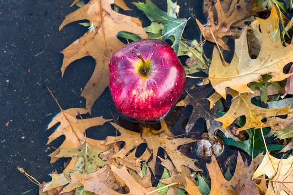 秋の気分。アップル、水たまりを失った秋葉します。. — ストック写真