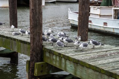 Martılar ahşap bir iskele üzerinde.