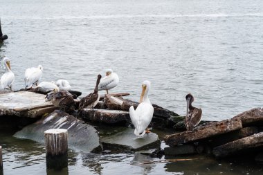Grup kahverengi ve beyaz Pelikan buzlu.