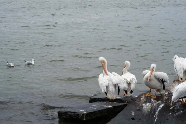 Grupo de grandes pelícanos blancos en las rocas . — Foto de Stock