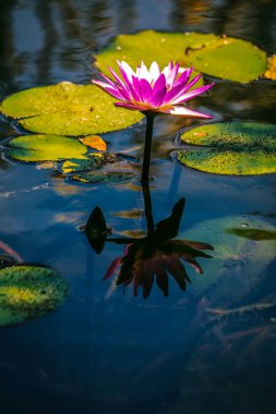 Sudaki güzel nilüfer çiçeği