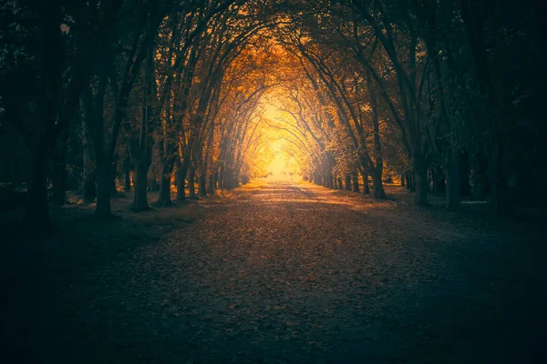 Beautiful Autumn Park Trees Leaves — Stock Photo, Image