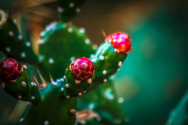 Christmas Tree Red Berries — Stock Photo, Image