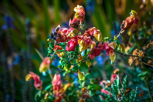 Krásný Botanický Záběr Přírodní Tapety — Stock fotografie