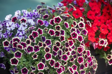 Doğanın arka planında pembe çiçekler