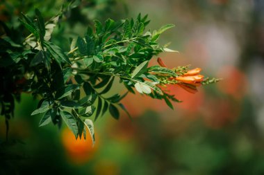 Güzel botanik fotoğrafı, doğal duvar kağıdı.