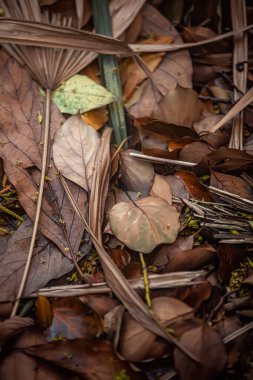 Sonbahar yaprakları, sonbahar bitkileri