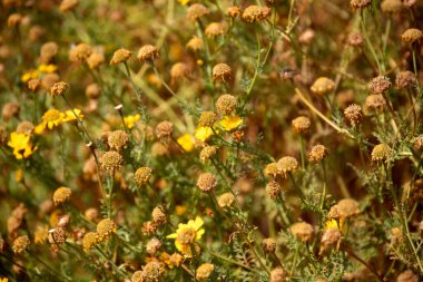Bahçedeki güzel çiçekler