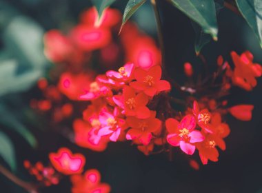 Bahçedeki güzel çiçekler