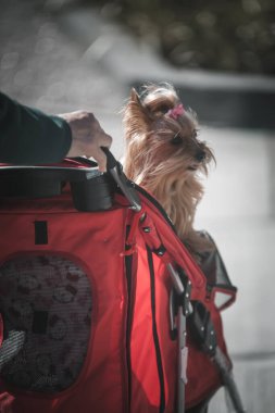 Bulanık arkaplanda sevimli bir köpek