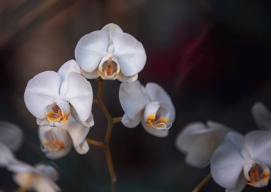 Bahçedeki güzel orkide çiçekleri