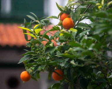 yeşil yapraklı portakal ağacı