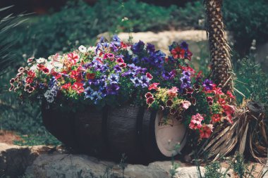 Bahçedeki güzel çiçekler