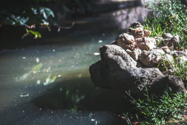 Ormandaki nehrin güzel manzarası