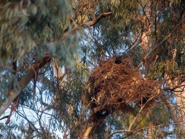 Ormanda bir kuş sürüsü