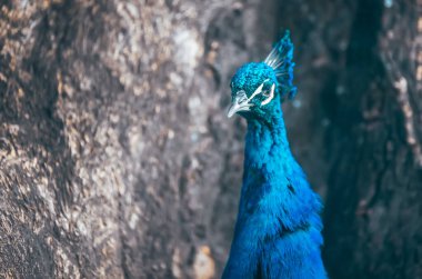 Yeşil otların arka planında mavi tüylü tavuskuşu