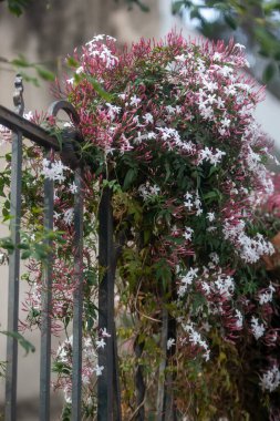 Bahçedeki güzel çiçekler