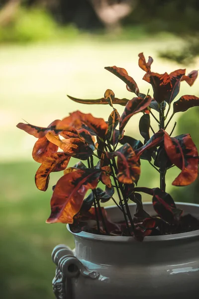 Mooi Botanisch Schot Natuurlijk Behang — Stockfoto