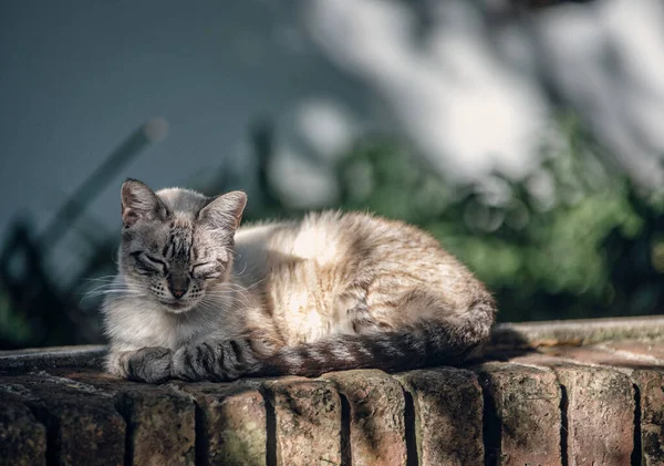 Gato Calle — Foto de Stock