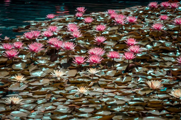 Hermosas Flores Jardín — Foto de Stock