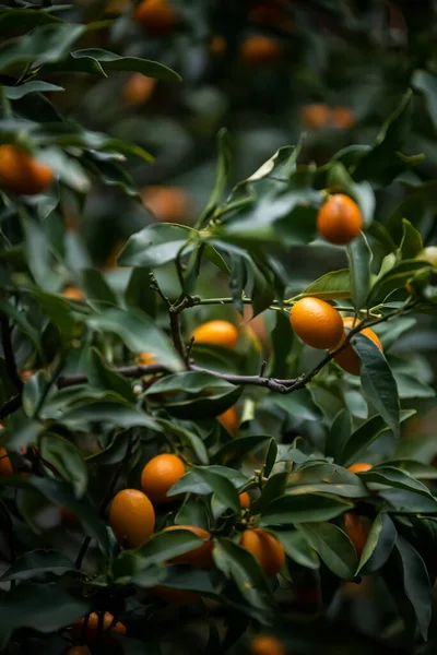 Orangenbaum Mit Grünen Blättern — Stockfoto