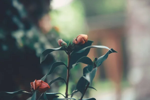 美丽的年轻女子 花园里有一朵花 — 图库照片