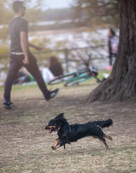 Σκύλος Στο Πάρκο — Φωτογραφία Αρχείου