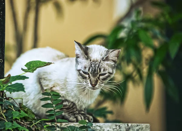 Bahçedeki Kedi — Stok fotoğraf