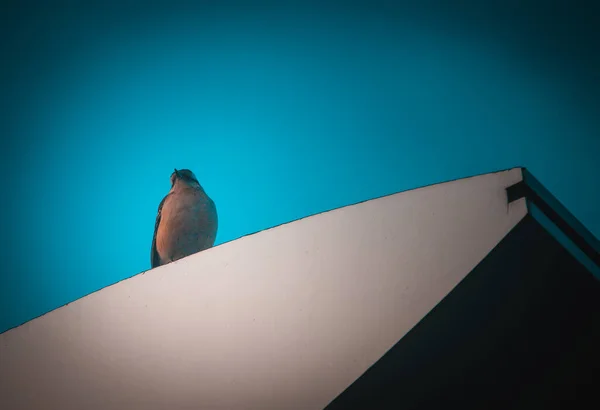 Ein Vogel Sitzt Auf Dem Dach Eines Hauses — Stockfoto