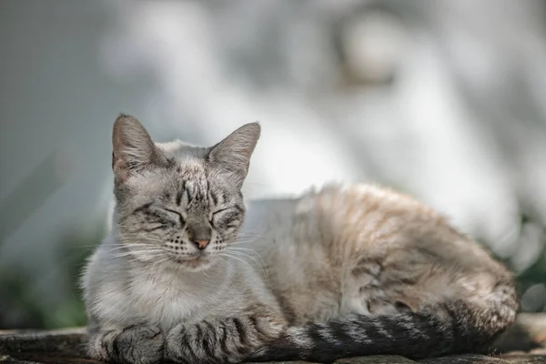 Porträtt Vacker Ung Katt — Stockfoto