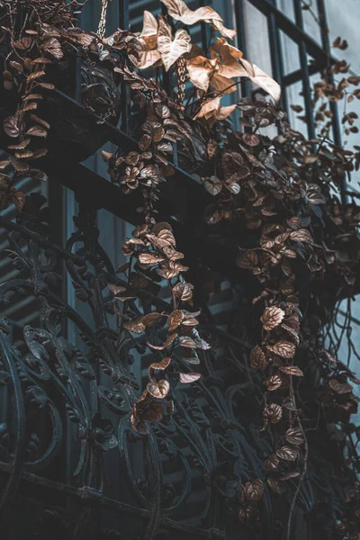 Schöne Botanische Aufnahme Natürliche Tapete — Stockfoto