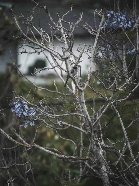 Plan Rapproché Une Branche Arbre — Photo