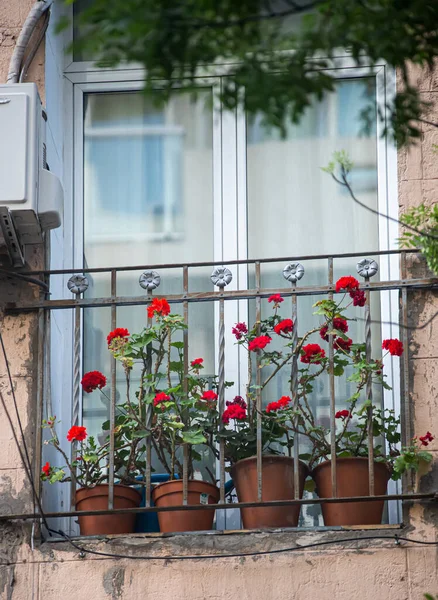 window in the garden