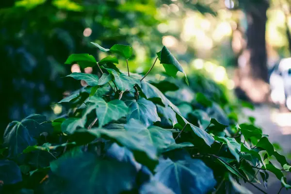 Grüne Blätter Garten — Stockfoto