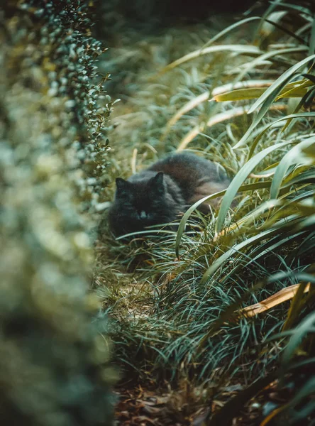 Kot Ogrodzie — Zdjęcie stockowe