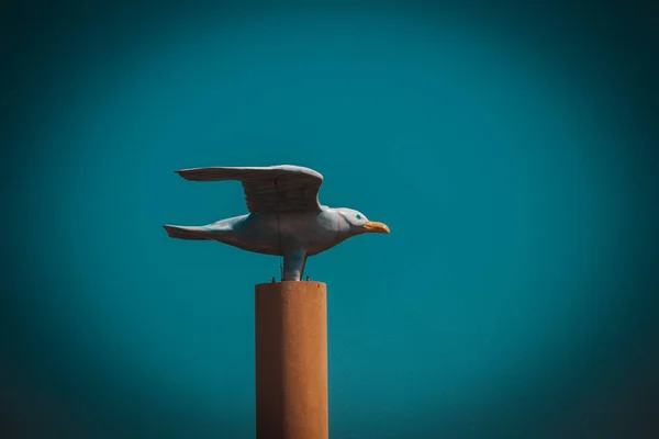 Möwe Fliegt Über Das Blaue Meer Nahaufnahme — Stockfoto