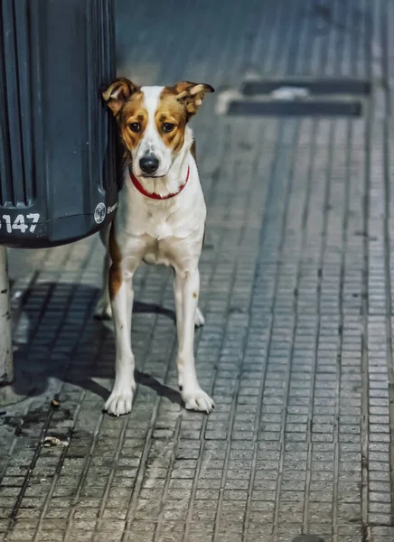 Hond Het Park — Stockfoto