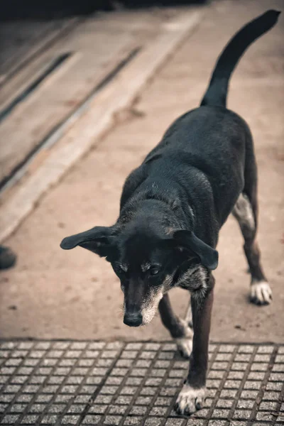 Hond Straat — Stockfoto