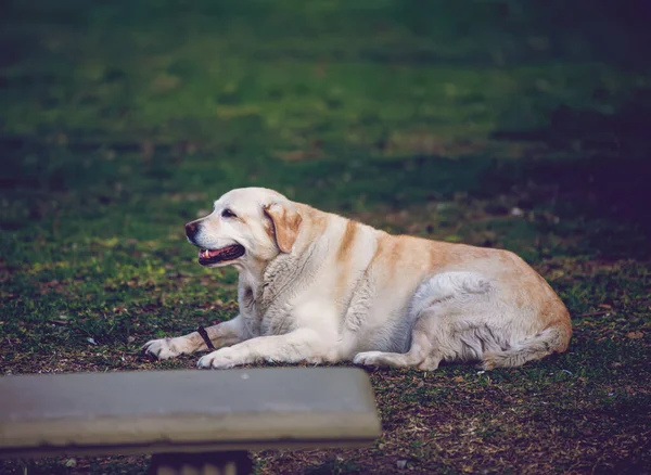 Hund Parken — Stockfoto