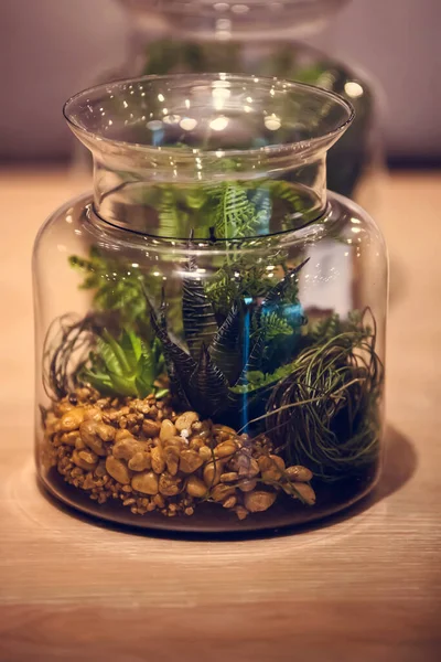 Gröna Växter Glasbehållare — Stockfoto