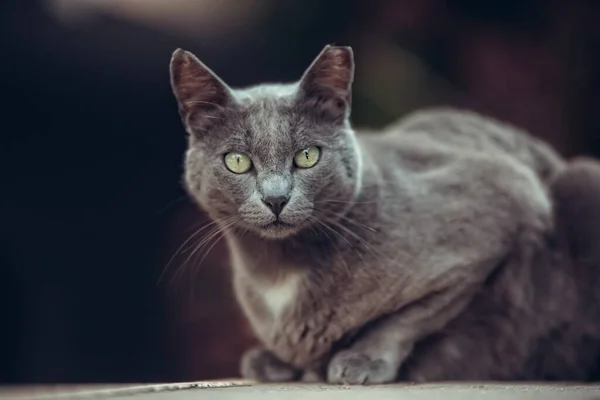 Gato Preto Com Olhos Azuis — Fotografia de Stock