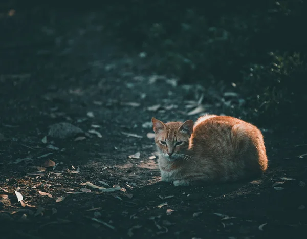 Gatto Giardino — Foto Stock