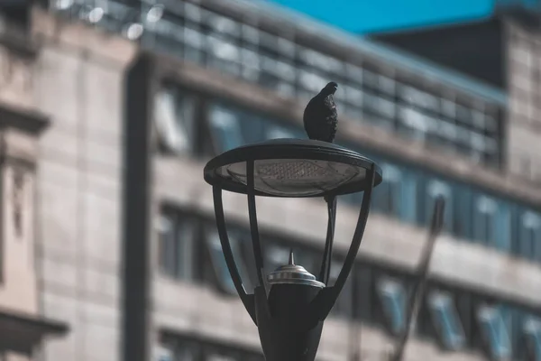 Farola Fondo Ciudad —  Fotos de Stock