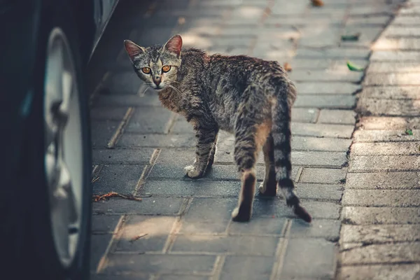 Gato Rua — Fotografia de Stock