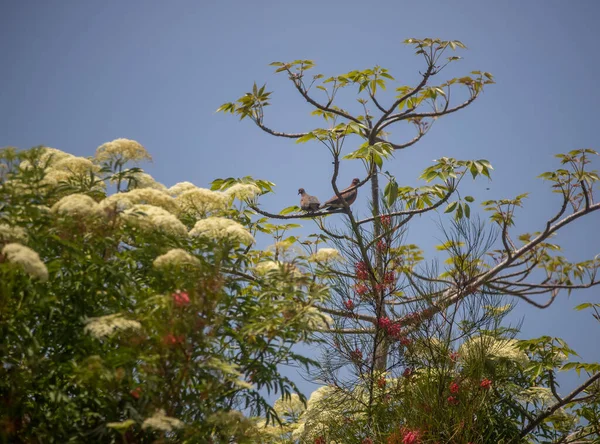 Bird Forest — Stock Photo, Image