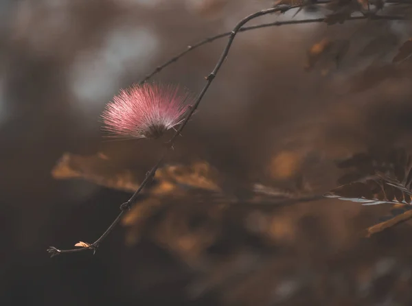 Hermoso Plano Botánico Fondo Pantalla Natural — Foto de Stock